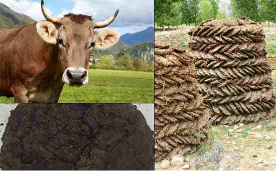 Cow dung